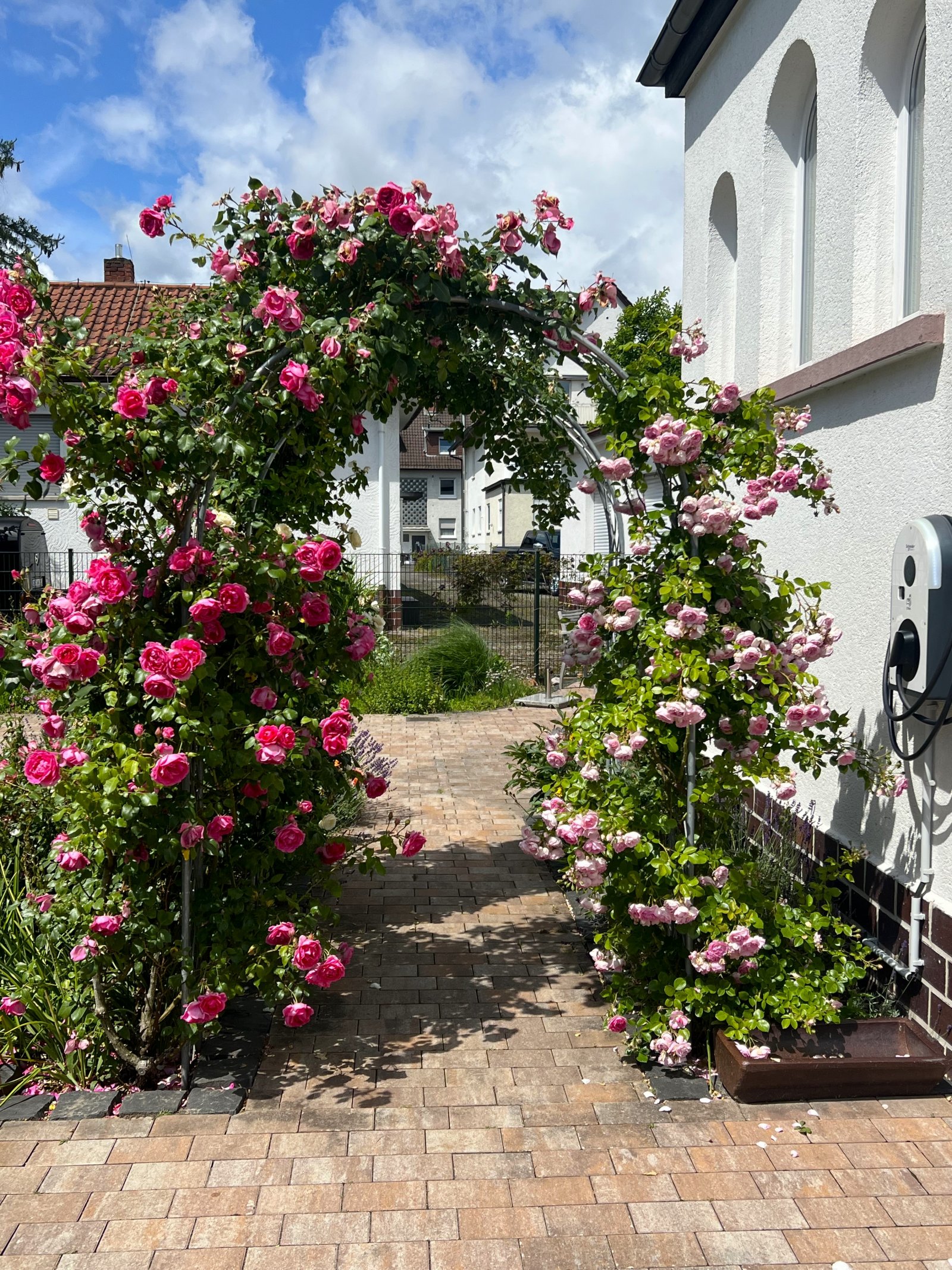 Rosenbogen Rosenbogen